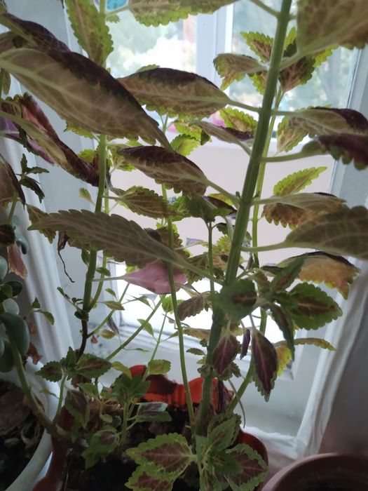 Комнатные растения.