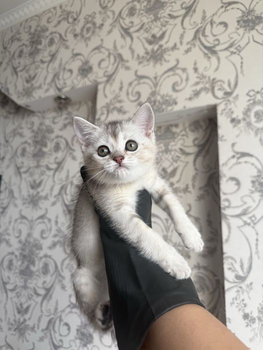 Британский шиншилла котёнок, девочка, 2 месяца, с документами