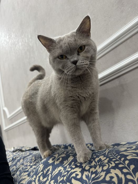Британская кошка