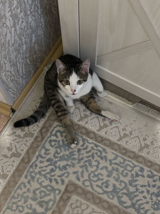 отдам котенка в хорошие руки