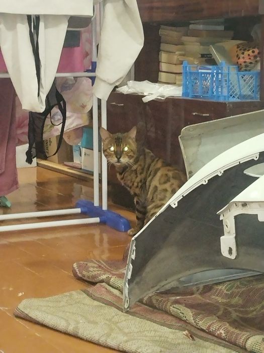 Отдам кота в добрые руки