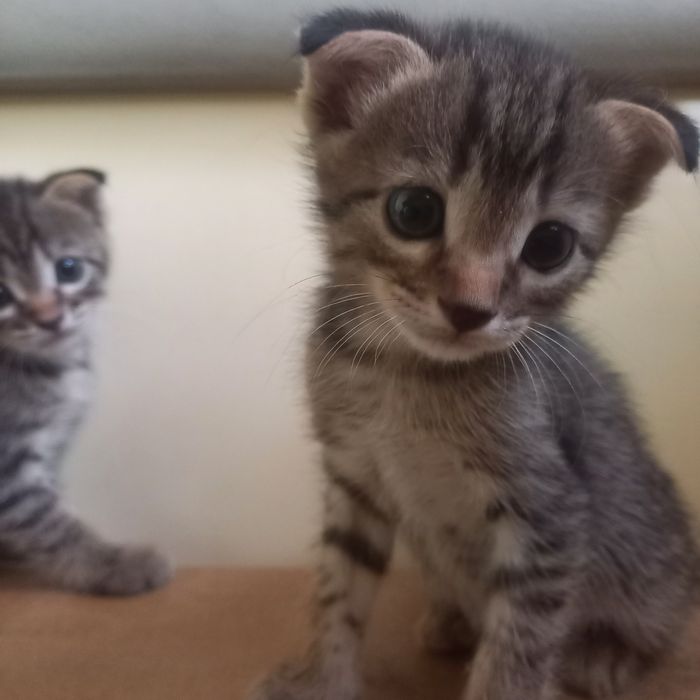 Вислоухие котята один месяц