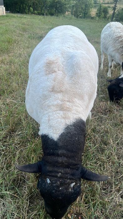 Vand /Schimb berbec Dorper in varsta de 4 ani import Ungaria