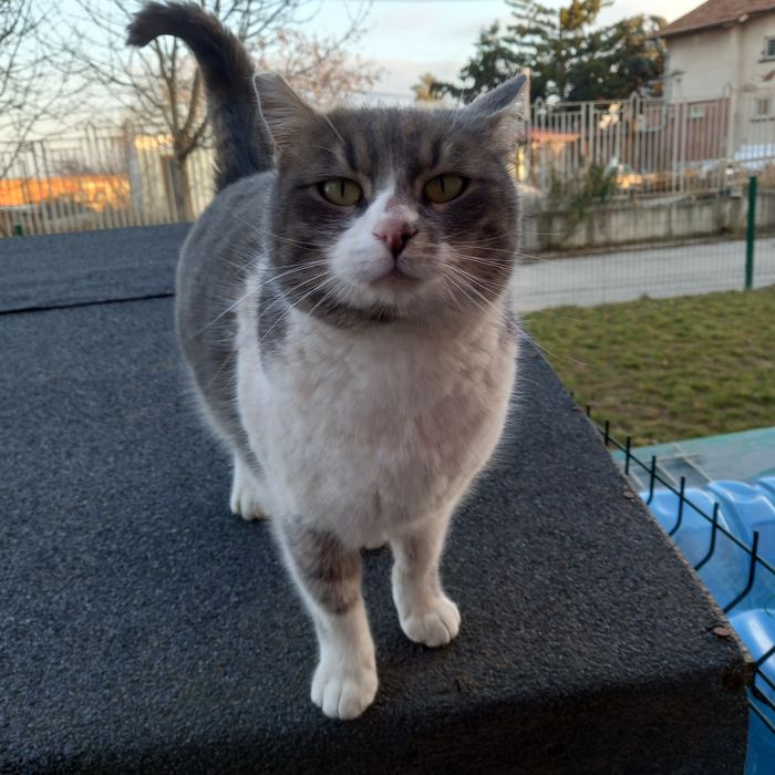 Котета на 8 месеца