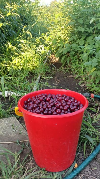 Шие  Вишня Продам