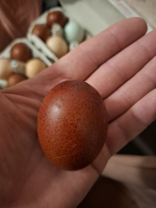 Ouă Marans pentru incubat