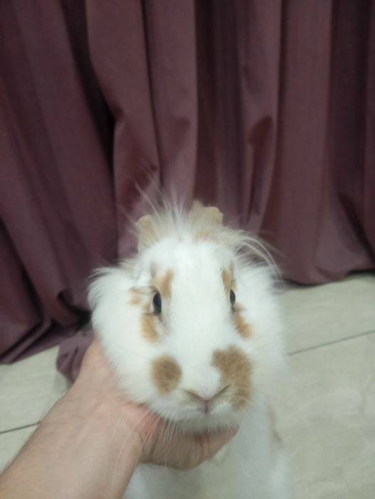 English Spot (английский пятнистый кролик)