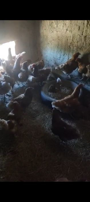Куры ,петух продам