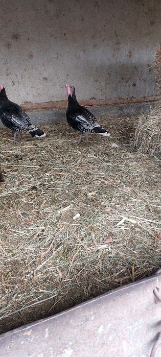 Нар курка сотилади