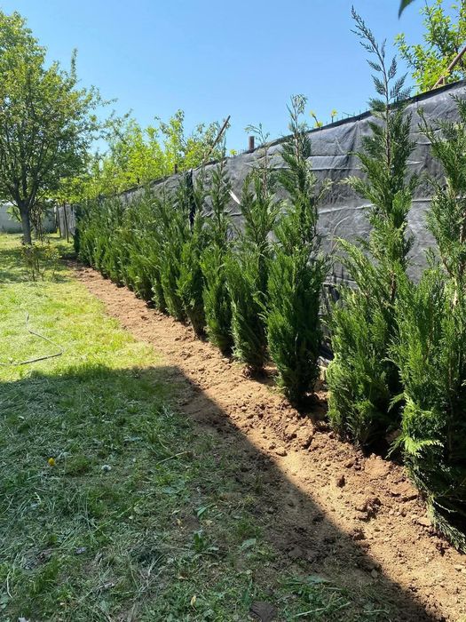 Tuia leylandii gard viu