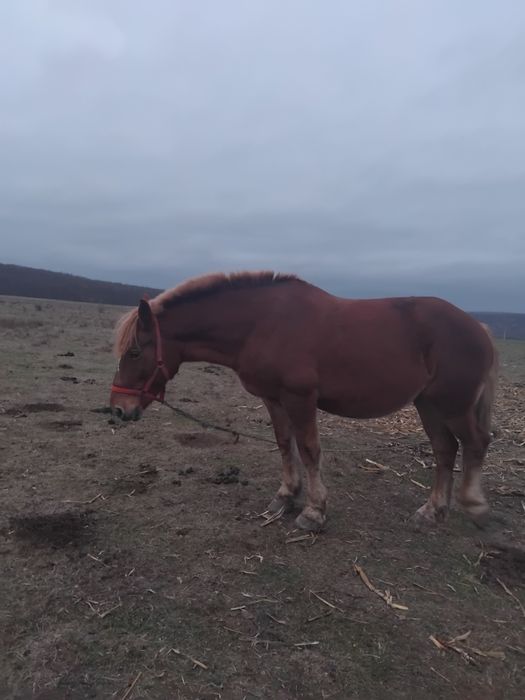 iapă de vânzare gestantă