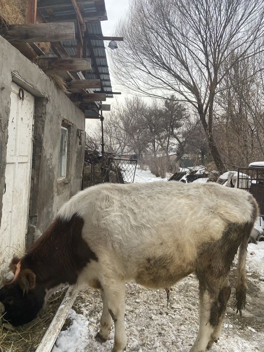 Продам бычка годовалого