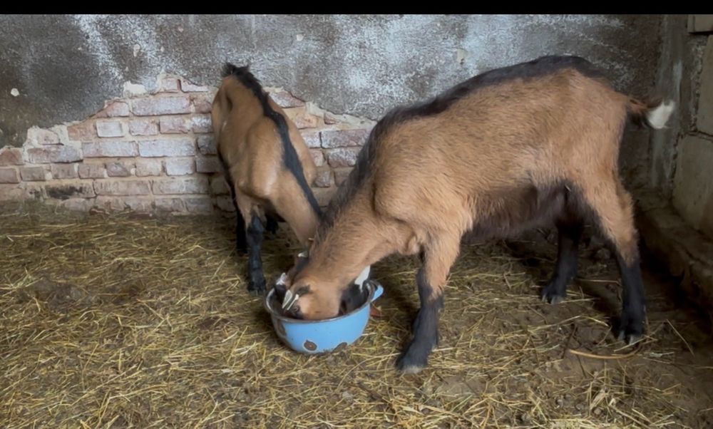 Tapi alpini  francezi