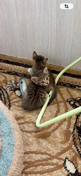 Два ласковых котенка