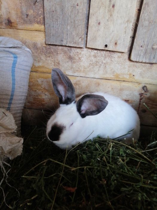 Vând iepuri Uriaș de Transilvania