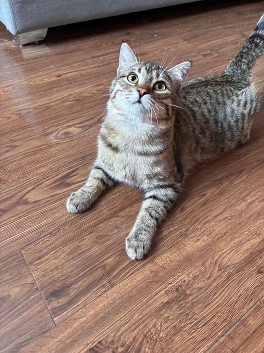 Котик ищет любящую маму