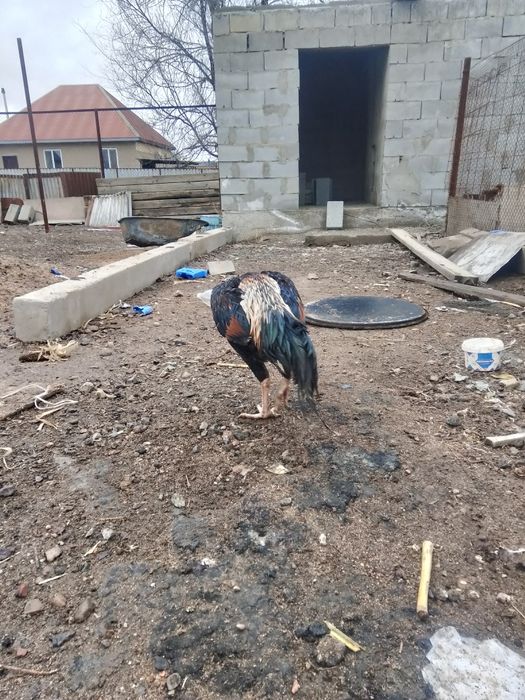 ассалаумалейкум сатылады бағасы 30000