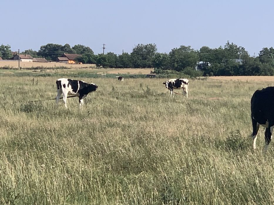 Vițele holstein de vânzare.