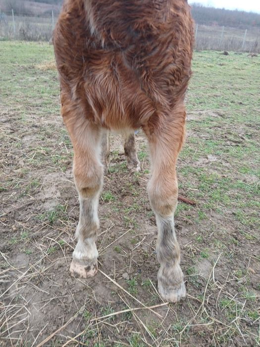 Vând manza de 7 luni