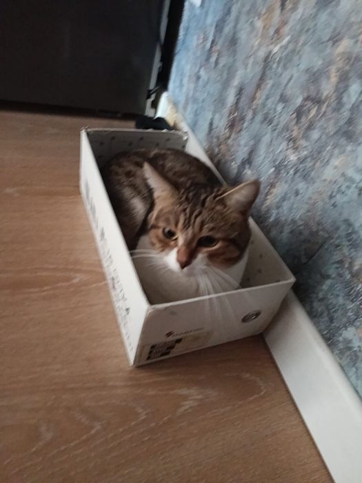 Отдам кота в хорошие руки