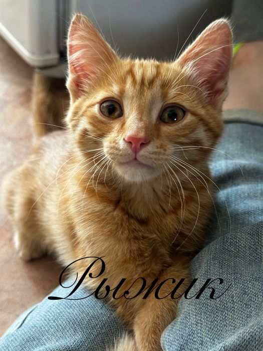 Очаровательные котята в добрые руки!