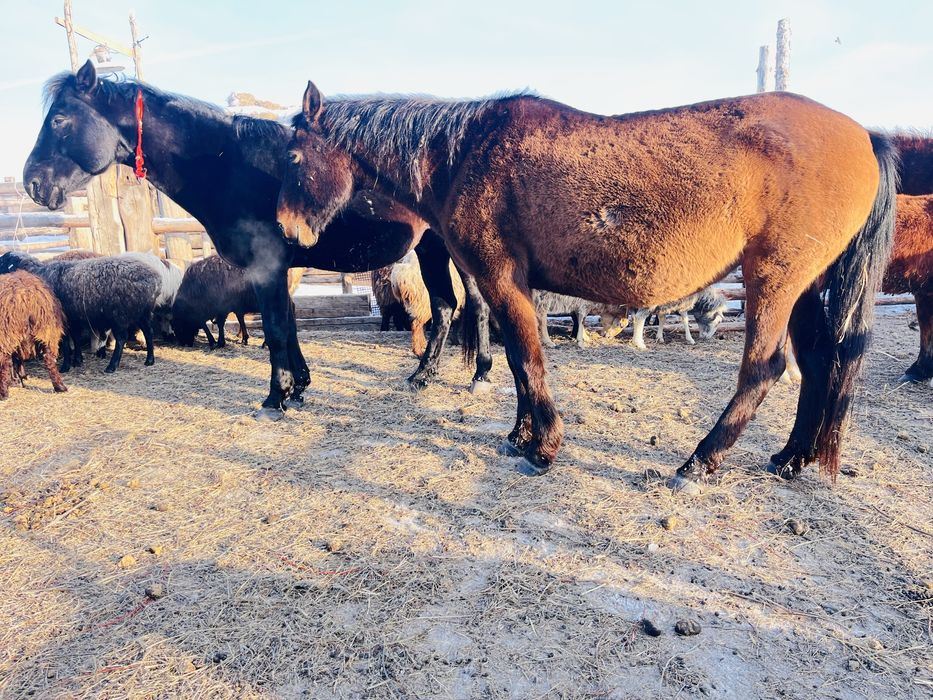 Сауын сүтті бие сатылады