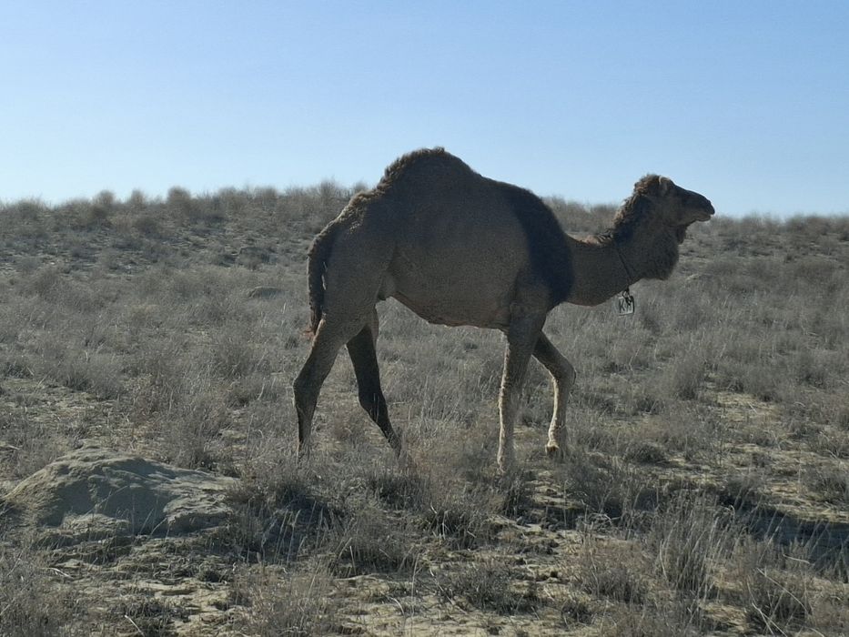 Жас түйе сатылады