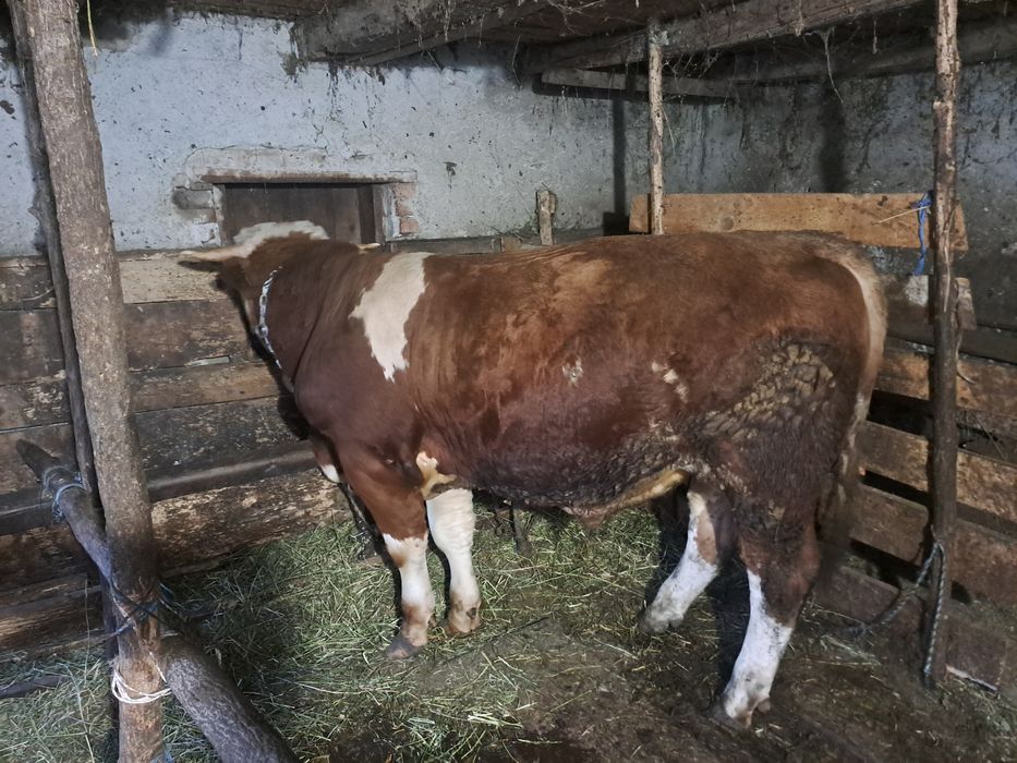 Vând taur pentru taiat