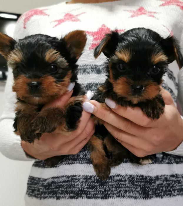 Йоркширски териер