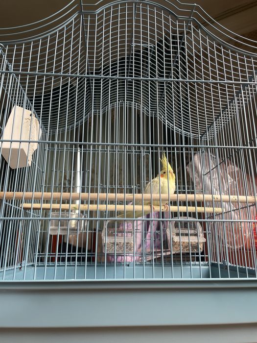 Продаю попугай вместе с клеткой.