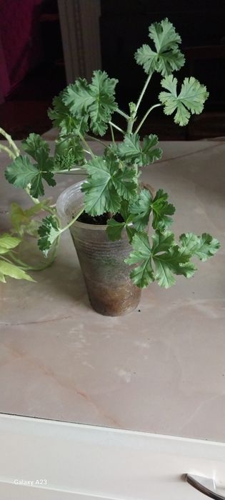 Продам пеларгонию,Ангел"