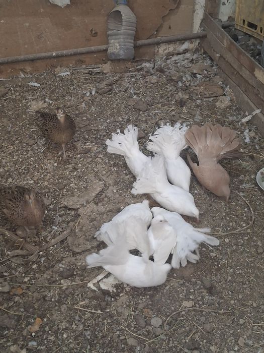 Павлин кептерлер