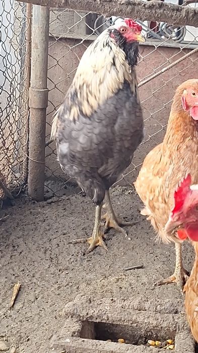 Vand cocosi Araucana