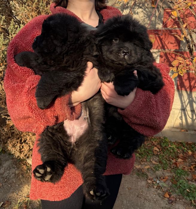 Чау-чау чистокровные  щенки с документами