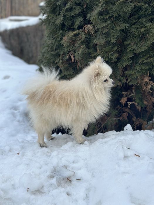 Потерялся шпиц мальчик! Померанский мини шпиц