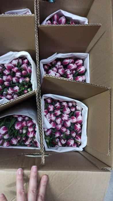 Тюльпаны,оптом и в розницу. Караганда