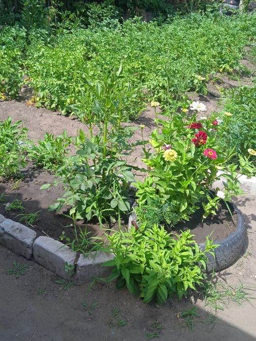 Сдам в аренду с последующим выкупом дачу Мелиоратор