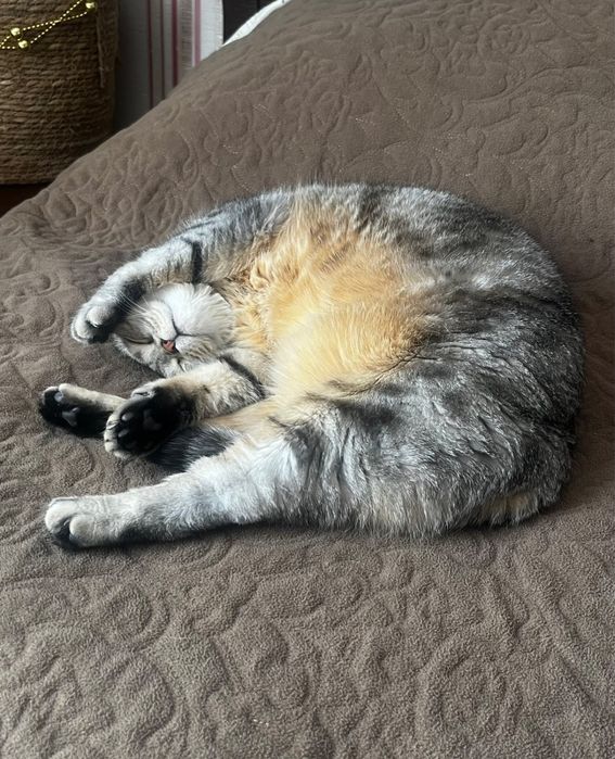 шотландская вислоухая кошка