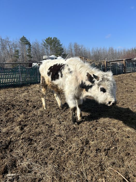 Продам бычка 1,4 года