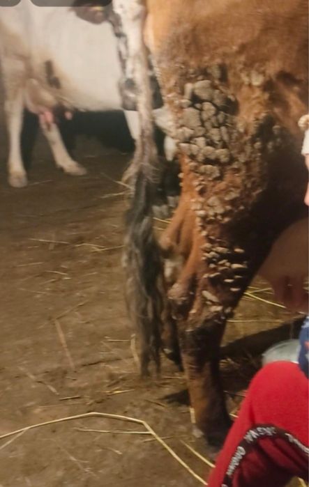 Срочно!Продам высокоудойных коров