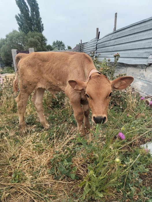 еркек таинша сатлады