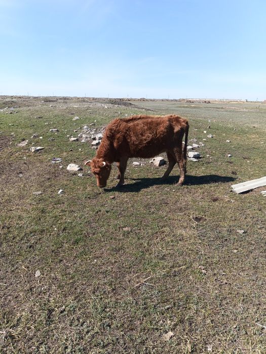 Продам КРС коровы