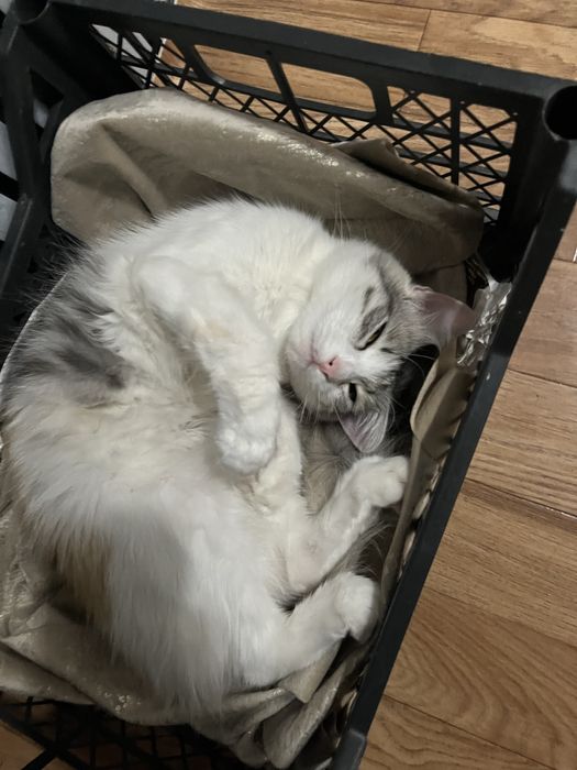 Отдам добрую кошку в хорошие руки