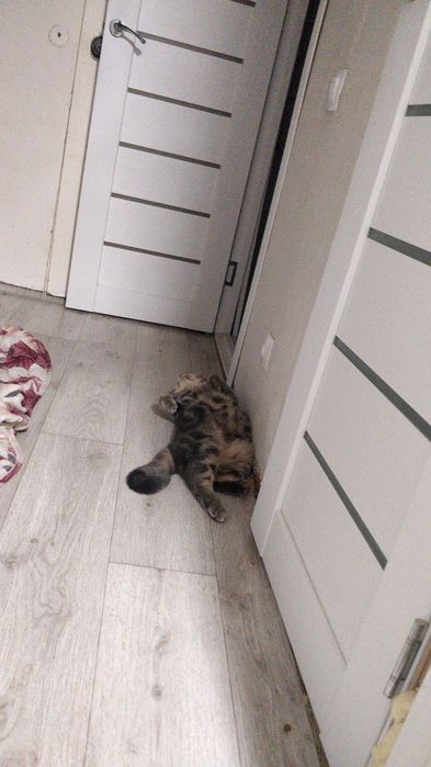 Отдам кошечку в добрые руки.