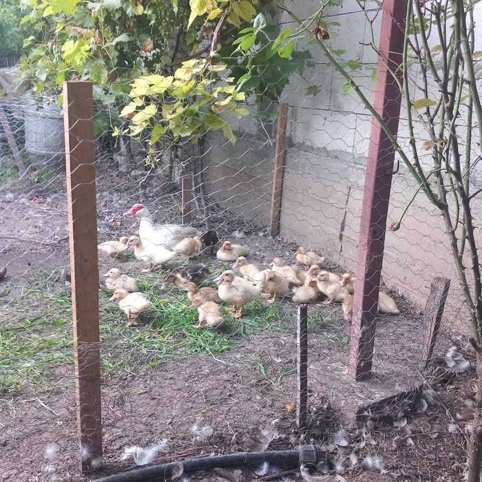 Vand boboci rate leseti talie mare