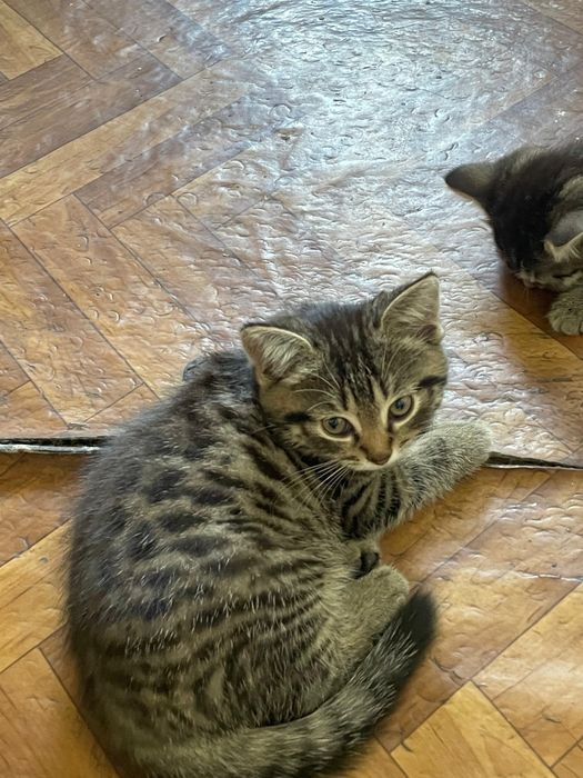 Кошечка мышеловка