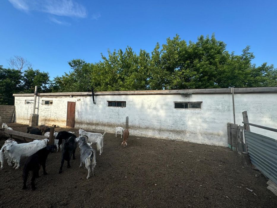 Продам дом. Үй сатылады