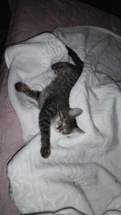 Котенок маленький