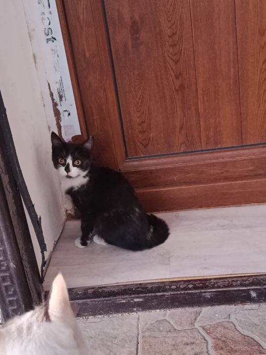 Отдам котят в хорошие руки