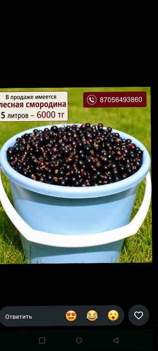 Продается смородина